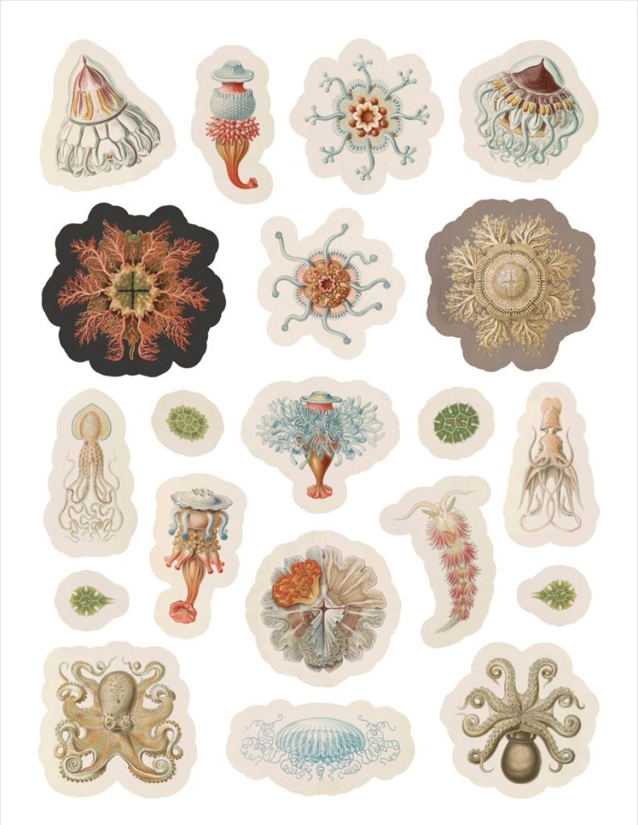 Children British Isles Activity Books | Pomegranate Ernest Haeckel: Art Forms In Nature Sticker Book